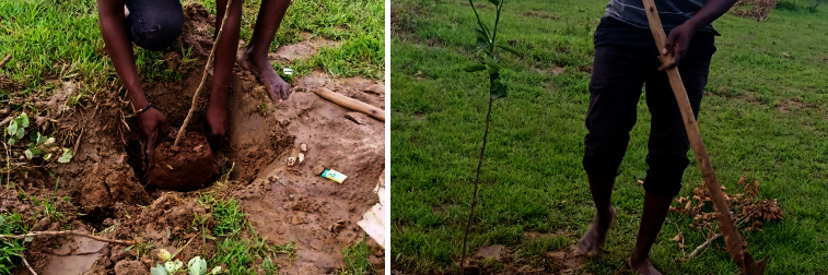 Ein Baum wird gepflanzt