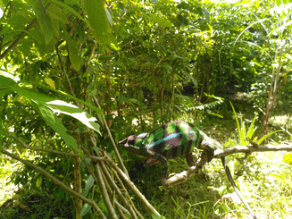 Chamaeleon sitzt auf einem Ast im Wald
