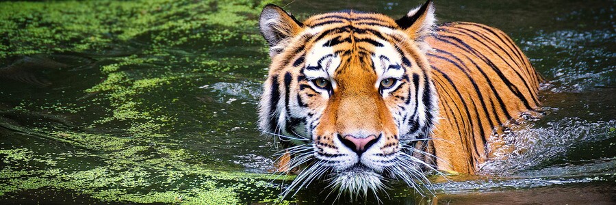 Tiger läuft durch Tümpel