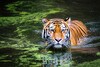 Tiger läuft durch Tümpel