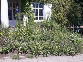 Dicht bewachsener Garten