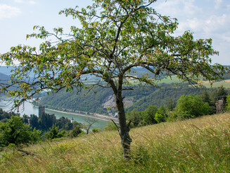 Alter Obstbaum mit Blick auf Rhein