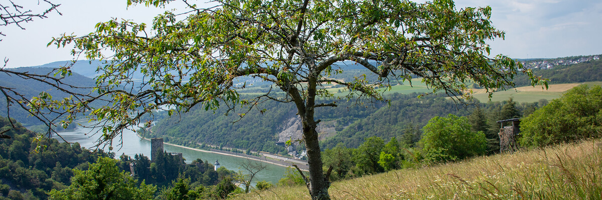 Alter Obstbaum mit Blick auf Rhein