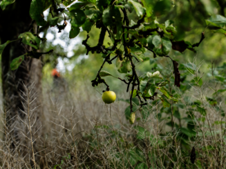Ein Apfel hängt an einem Apfelbaum auf einer Streuobstwiese