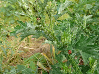 Marienkäfer sitzt auf Distel