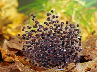 Laich eines Moorfrosches