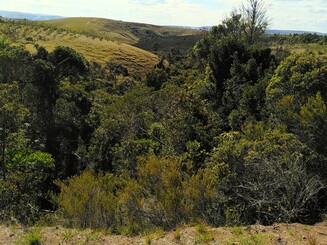 Reste von Regenwald auf Madagaskar in einer Senke. Dahinter kahles Land.
