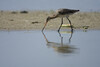 Uferschnepfe steht an Strand und trinkt Wasser