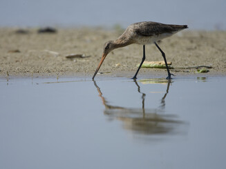 Uferschnepfe steht an Strand und trinkt Wasser