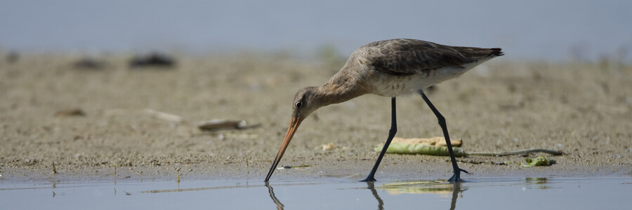Uferschnepfe steht an Strand und trinkt Wasser