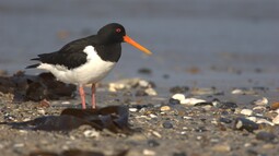 Uferschnepfe am Strand auf der Insel Kirr
