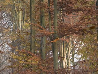 Herbstliche Hohe Schrecke