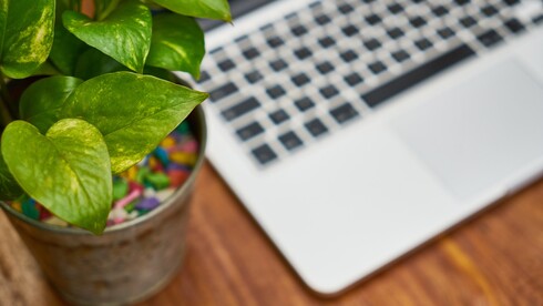 Tastatur eines Laptops, neben dem eine Pflanze steht