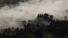 Nebel über Waldgebiet
