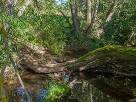 Totholz im Fluss