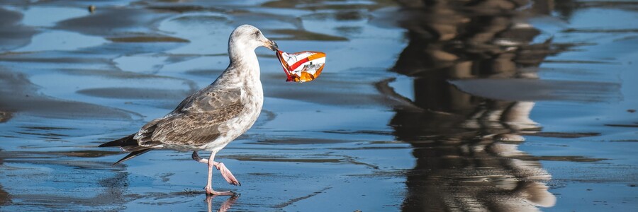 Vogel mit Plastik im Mund 