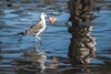 Vogel mit Plastik im Mund 