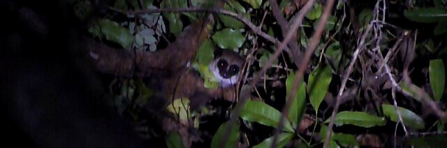 Fettschwanzlemur sitzt auf Ast bei Nacht