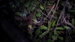Fettschwanzlemur sitzt auf Ast bei Nacht