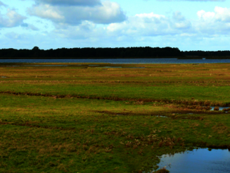 Grüne Salzgraslandschaft der Insel Kirr in Mecklenburg-Vorpommern