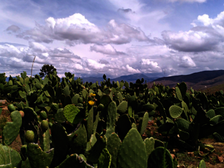 Dynamische Agroforst Trockenparzelle mit Kakteen in Bolivien