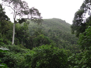 Regenwald