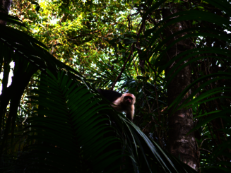 Affe sitzt auf Palmenblatt im Regenwald von Costa Rica