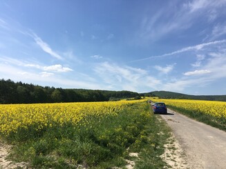Blumenwiese am Feldrand