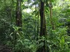 Dichter Dschungel im Regenwald von Costa Rica