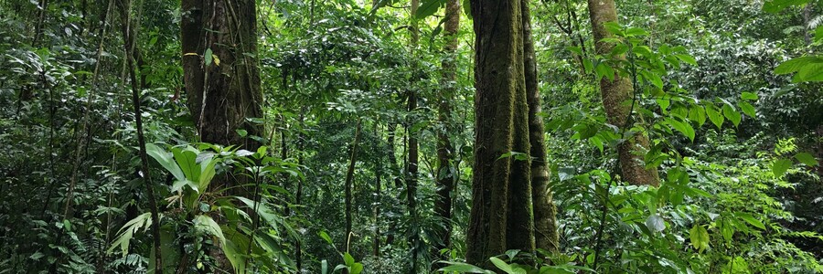 Dichter Dschungel im Regenwald von Costa Rica