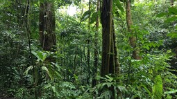 Dichter Dschungel im Regenwald von Costa Rica
