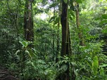 Dichter Dschungel im Regenwald von Costa Rica
