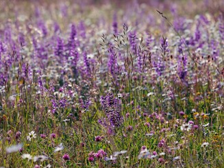 Wiesensalbei mit lila Blüten wächst auf einer Wiese