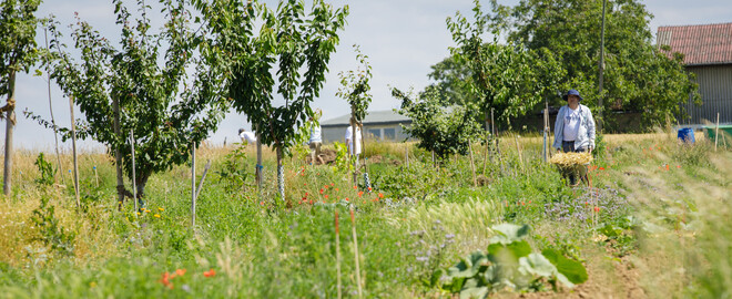 Dynamische Agroforst-Reihe in Wiesbaden