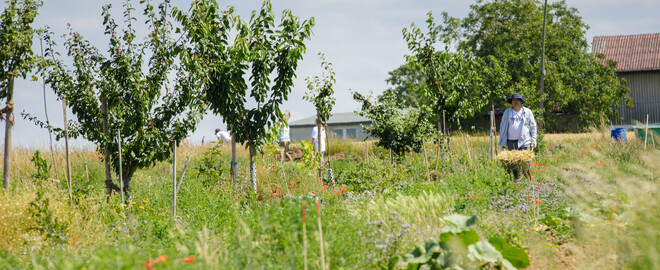 Dynamische Agroforst-Reihe in Wiesbaden
