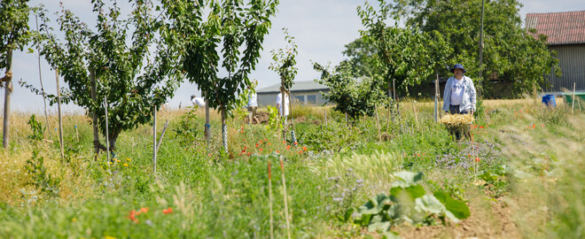 Dynamische Agroforst-Reihe in Wiesbaden