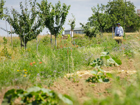 Dynamische Agroforst-Reihe in Wiesbaden