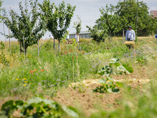 Dynamische Agroforst-Reihe in Wiesbaden