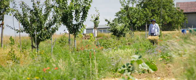 Dynamische Agroforst-Reihe in Wiesbaden