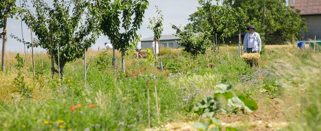 Dynamische Agroforst-Reihe in Wiesbaden