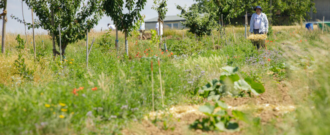 Dynamische Agroforst-Reihe in Wiesbaden
