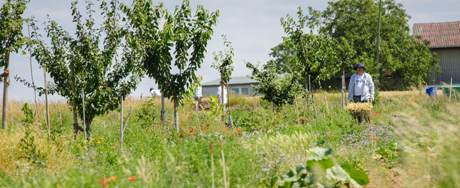 Dynamische Agroforst-Reihe in Wiesbaden