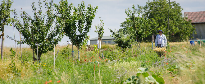 Dynamische Agroforst-Reihe in Wiesbaden