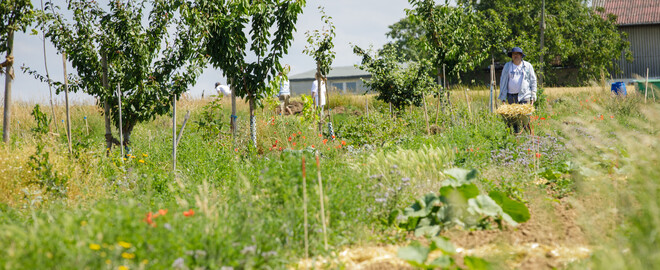 Dynamische Agroforst-Reihe in Wiesbaden