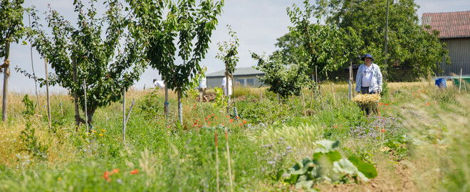 Dynamische Agroforst-Reihe in Wiesbaden