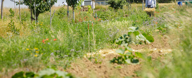 Dynamische Agroforst-Reihe in Wiesbaden