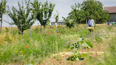 Dynamische Agroforst-Reihe in Wiesbaden