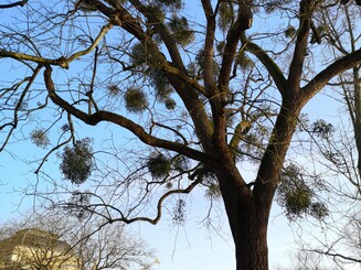 Aktionsplakat hängt an Baum, dessen Baumkrone voller Misteln ist