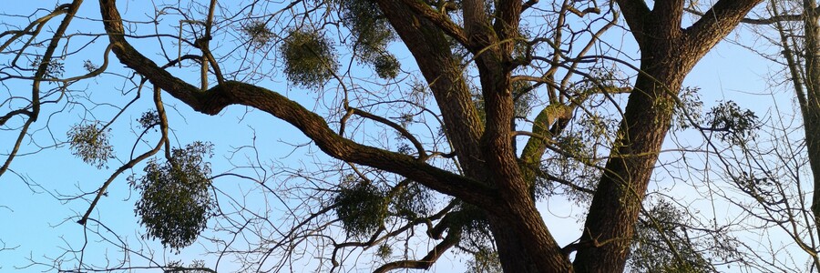 Aktionsplakat hängt an Baum, dessen Baumkrone voller Misteln ist