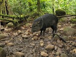 Pecari sucht im dichten Regenwald von Costa Rica nach Nahrung